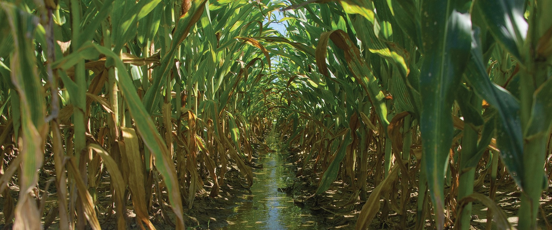 The Importance of Water Sources for Irrigation in Agriculture and Forestry in Gulfport, MS