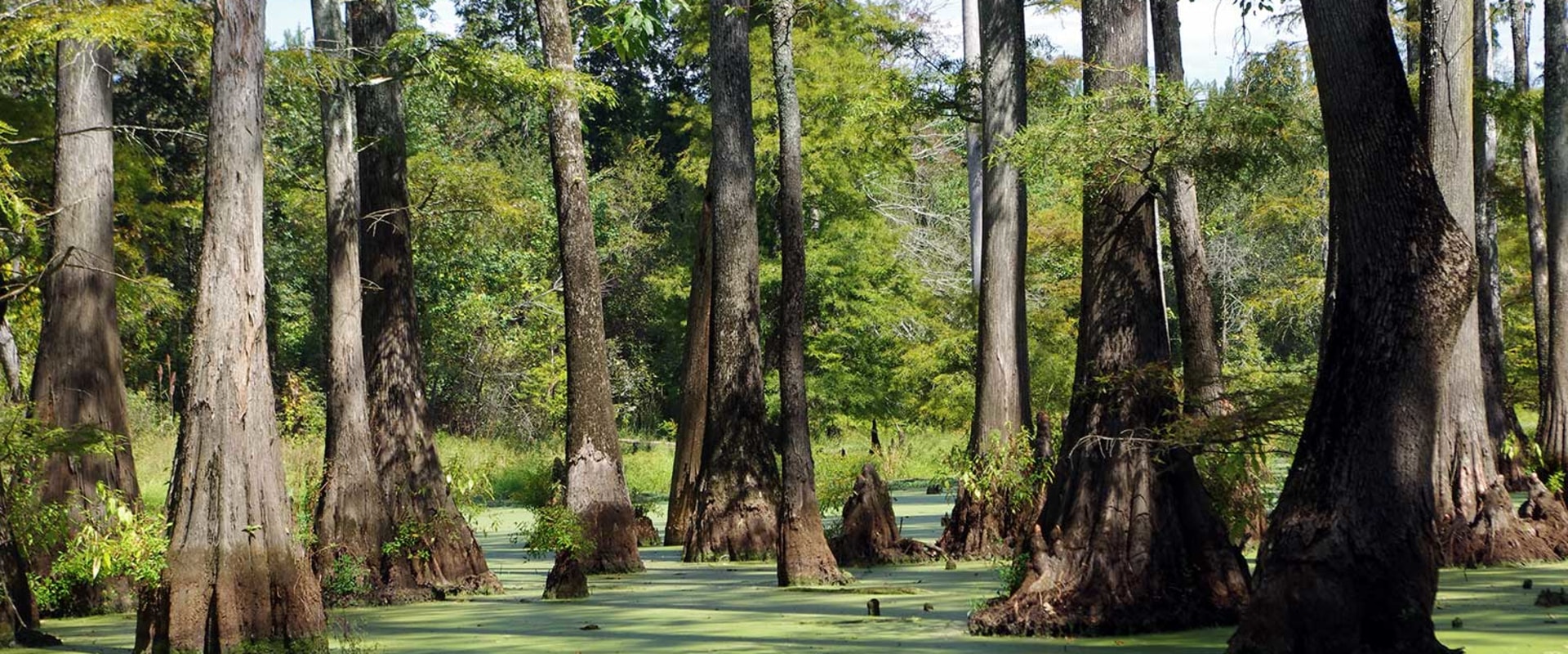 The Vital Role of Agriculture and Forestry in Preserving Biodiversity in Gulfport, MS