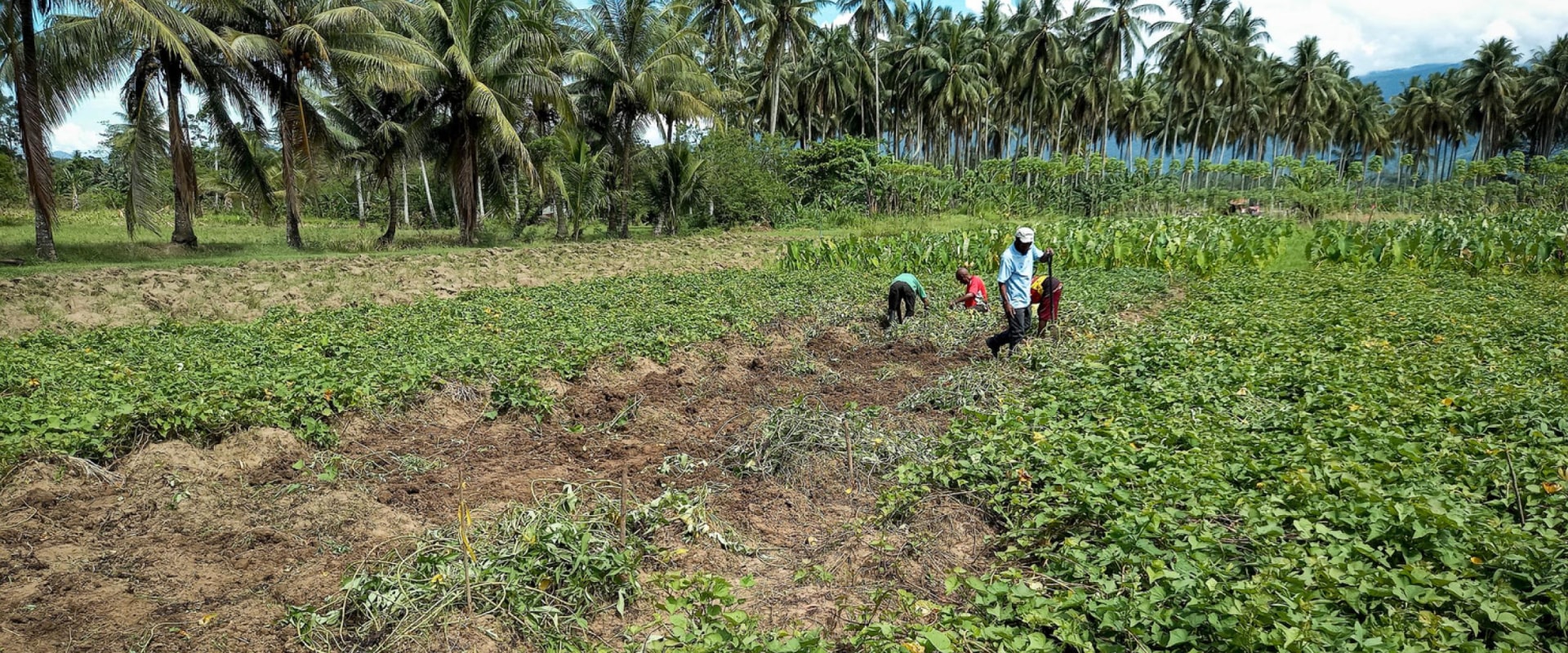 The Vital Role of Agriculture and Forestry in Ensuring Food Security in Gulfport, MS