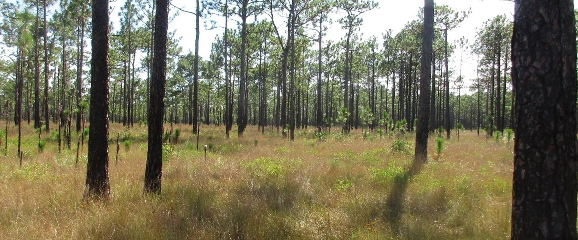 The Evolution of Agriculture and Forestry in Gulfport, MS: A Firsthand Perspective