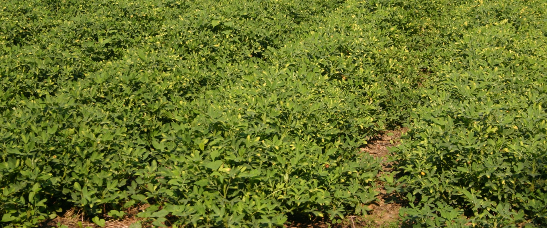The Key Factors for Successful Crop Yields in Gulfport, MS
