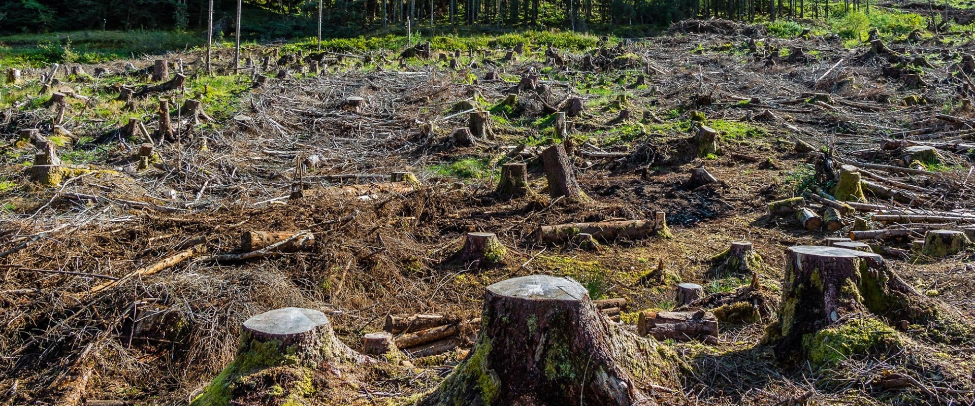 The Impact of Geography on Agriculture and Forestry in Gulfport, MS: An Expert's Perspective