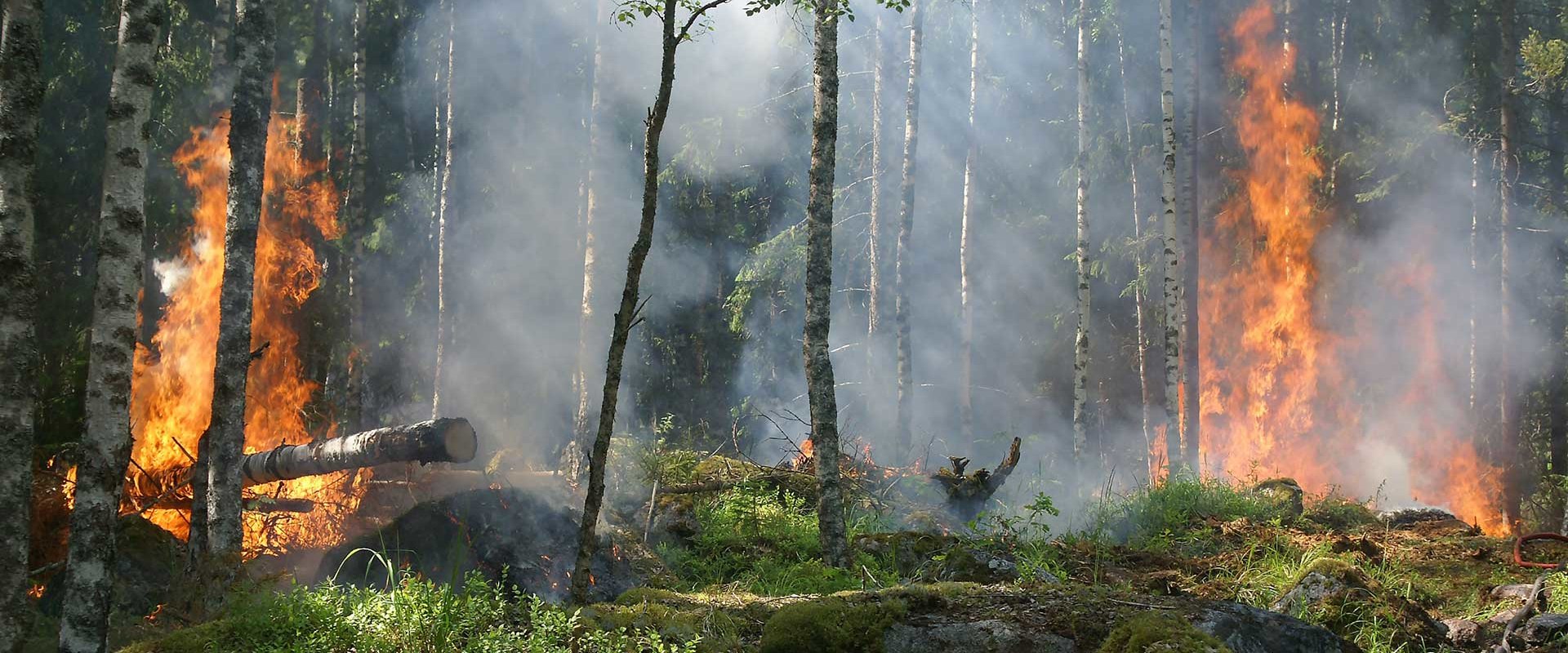 Adapting to Natural Disasters: How Farmers and Foresters in Gulfport, MS Overcome Challenges