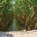 The Importance of Water Sources for Irrigation in Agriculture and Forestry in Gulfport, MS