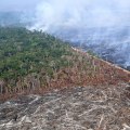 The Impact of Regulations on Agriculture and Forestry in Gulfport, MS