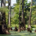 The Vital Role of Agriculture and Forestry in Preserving Biodiversity in Gulfport, MS