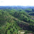 Overcoming Challenges in Agriculture and Forestry in Gulfport, MS