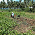 The Vital Role of Agriculture and Forestry in Ensuring Food Security in Gulfport, MS