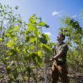 Exploring the Educational and Training Opportunities for Agriculture and Forestry in Gulfport, MS