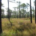 The Evolution of Agriculture and Forestry in Gulfport, MS: A Firsthand Perspective