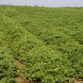 The Key Factors for Successful Crop Yields in Gulfport, MS