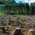 The Impact of Geography on Agriculture and Forestry in Gulfport, MS: An Expert's Perspective