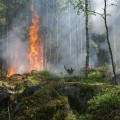 Adapting to Natural Disasters: How Farmers and Foresters in Gulfport, MS Overcome Challenges