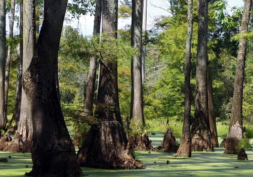 The Vital Role of Agriculture and Forestry in Preserving Biodiversity in Gulfport, MS