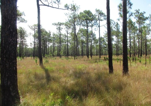 The Evolution of Agriculture and Forestry in Gulfport, MS: A Firsthand Perspective