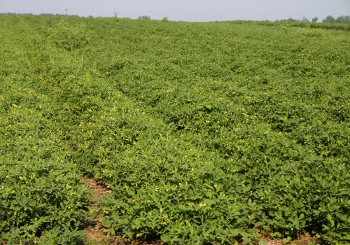 The Key Factors for Successful Crop Yields in Gulfport, MS