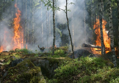 Adapting to Natural Disasters: How Farmers and Foresters in Gulfport, MS Overcome Challenges